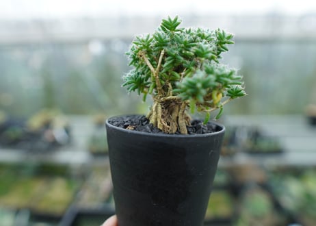 トリコディアデマ ステラツム　Trichodiadema stellatum  No.2