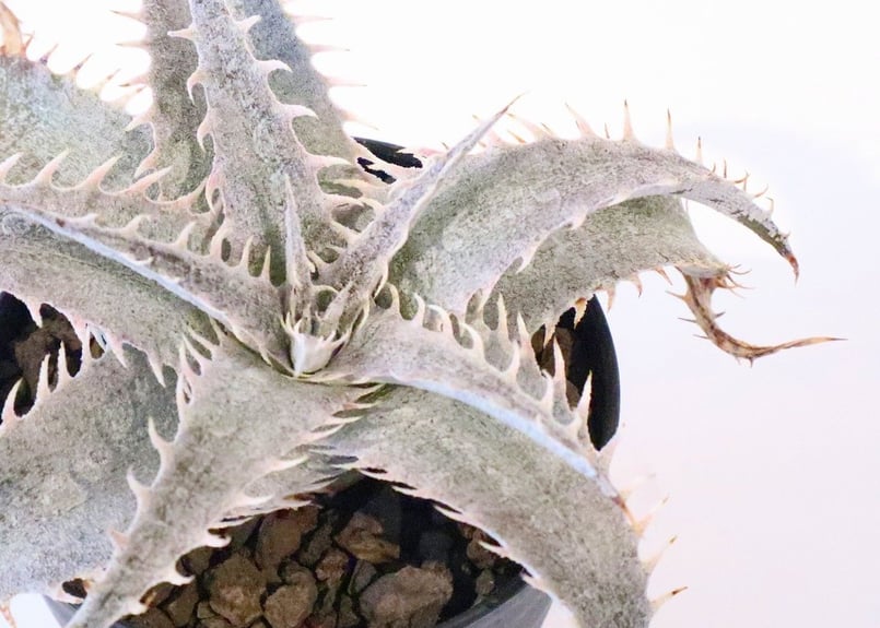 ディッキア ML × delicata GF F1 | mana's green:塊根植物販売 ディッキア ML × delicata GF F1 | mana's green:塊根植物販売