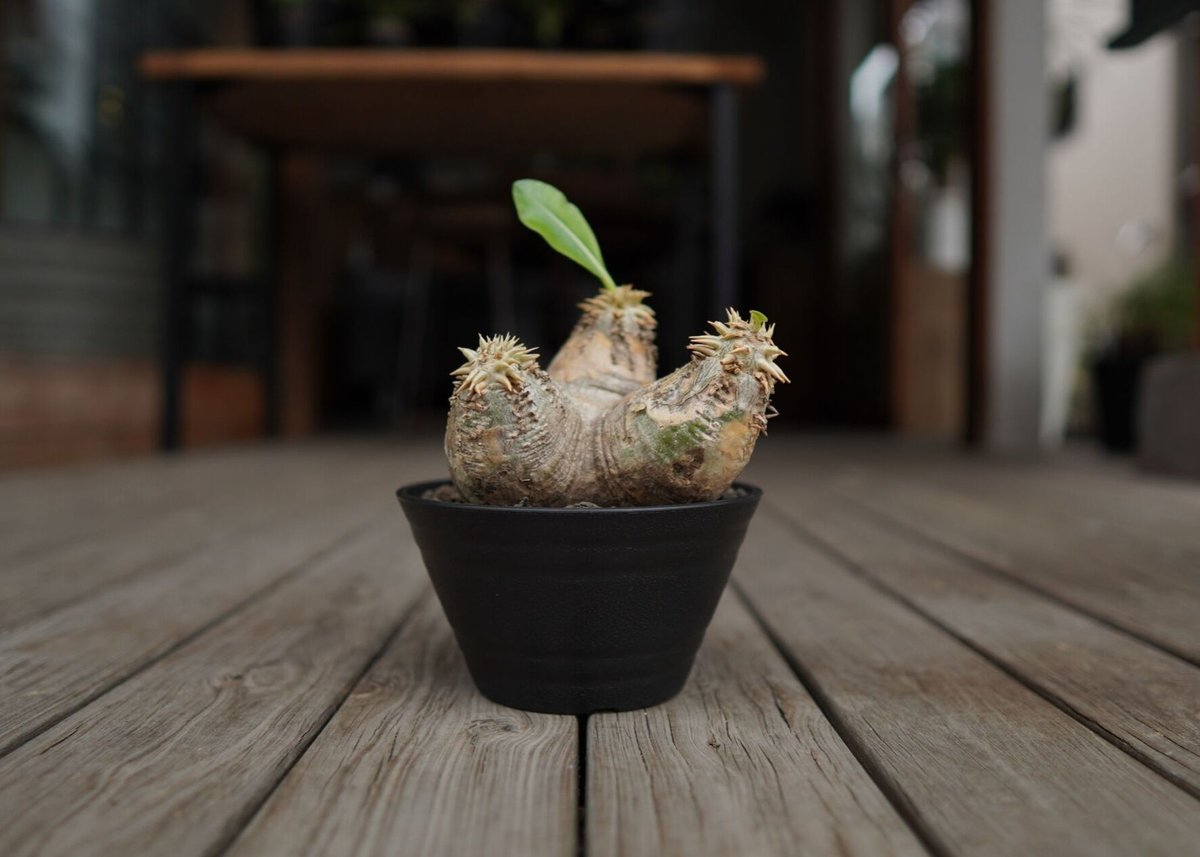 パキポディウム エブレネウム Pachypodium eburneum | mana's fa