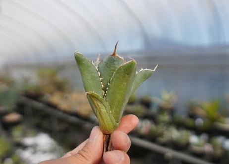 agave titanota 獅子光　lion light No.1
