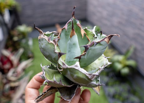 Agave B&B  №1