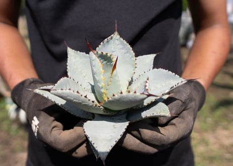 CATEGORY 多肉植物 | mana's farm:塊根植物・アガベ・ドライ