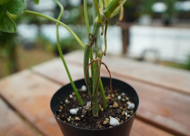 フィロデンドロン パライソヴェルデ | mana's farm:塊根植物・アガベ