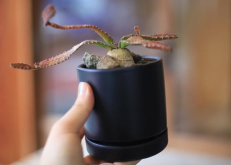 ユーフォルビア　ステラータ　Euphorbia stellata