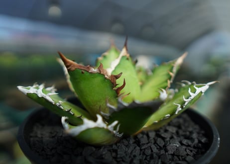 アガベ　チタノタ　レッドキャットウィーズル　Agave titanota Red catweezle　No.3