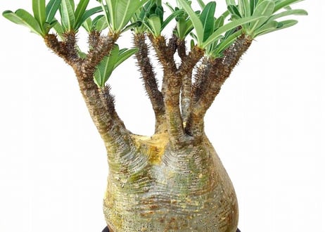 パキポディウム グラキリス　 Pachypodium Gracilius №1