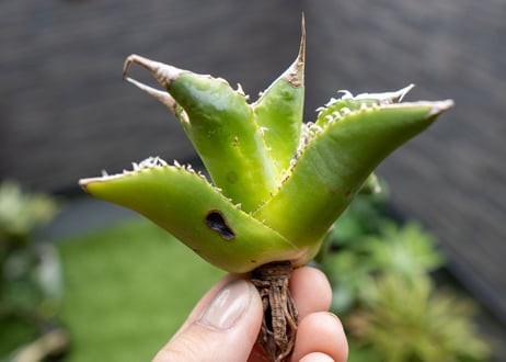Agave Sowing seeds NO.3