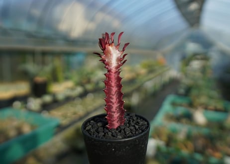 ユーフォルビア　紅彩雲閣　Euphorbia trigona f. rubra　No.1