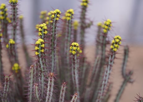 ユーフォルビア　アエルギノーサ　Euphorbia 　aeruginosa