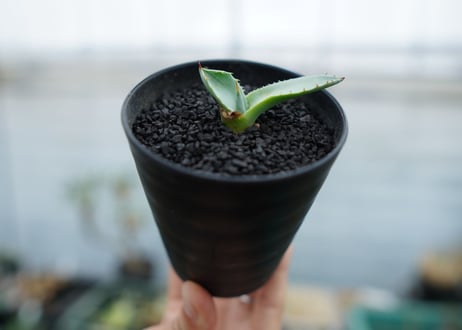 アガベ　パリー　”トランカータ”　Agave parryi var. truncata No.2