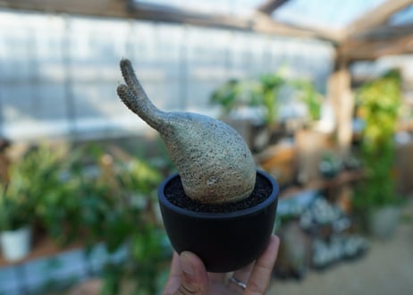 【未発根】パキポディウム　グラキリス　 Pachypodium Gracilius  No.31