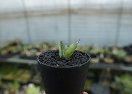 アガベ　チタノタ　ライオンズメーン　Agave titanota Lion's Mane  No.3