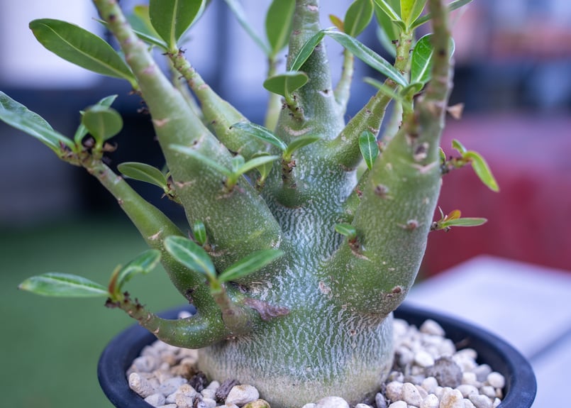 アデニウム モンスター | mana's farm:塊根植物・アガベ・ドライ