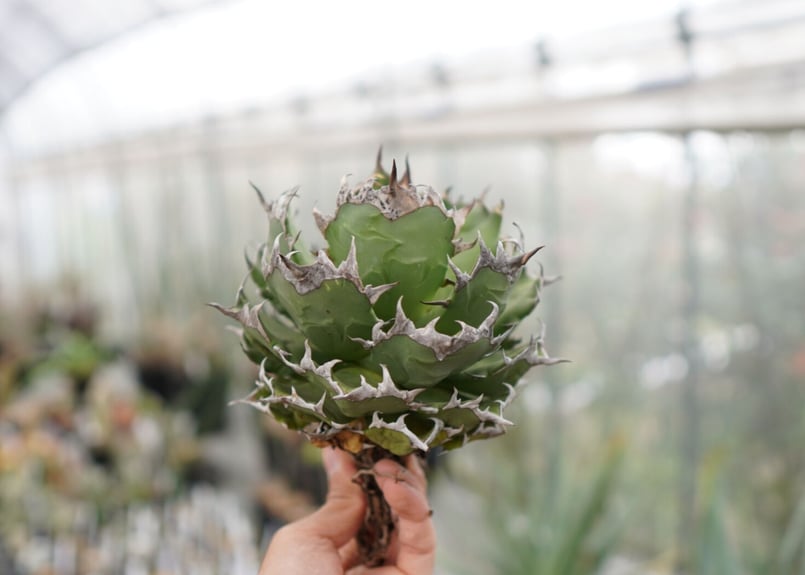 Agave titanota FO-76 I dwarf (G) | mana's fa