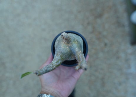 【未発根】パキポディウム　グラキリス　 Pachypodium Gracilius  No.15