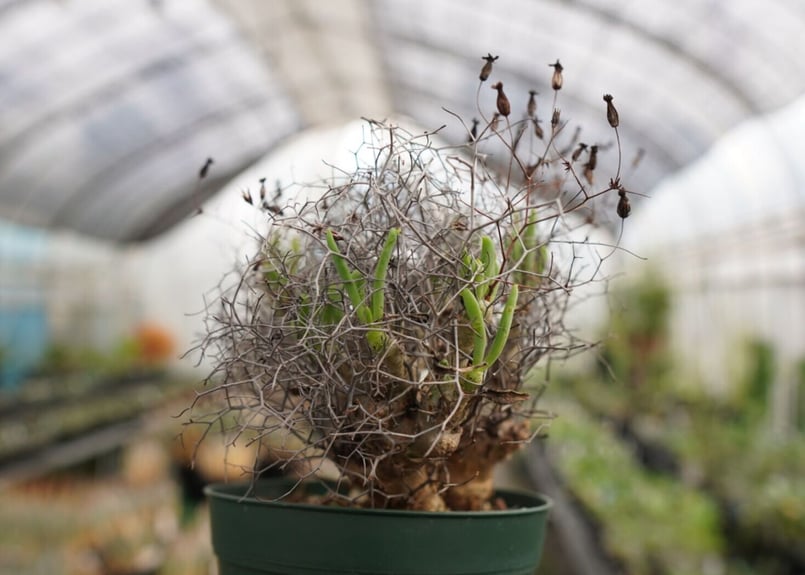 チレコドン 万物想 | mana's farm:塊根植物・アガベ・ドライガーデン