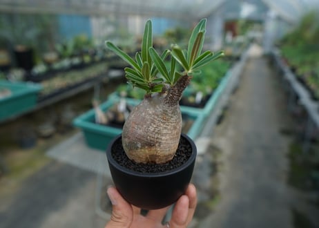 【発根管理中】パキポディウム　グラキリス　 Pachypodium Gracilius  No.6