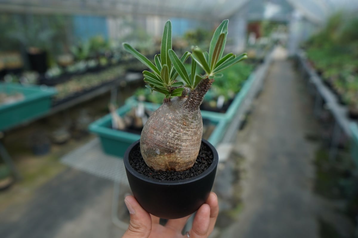 発根管理中】パキポディウム グラキリス Pachypodium Gracilius No