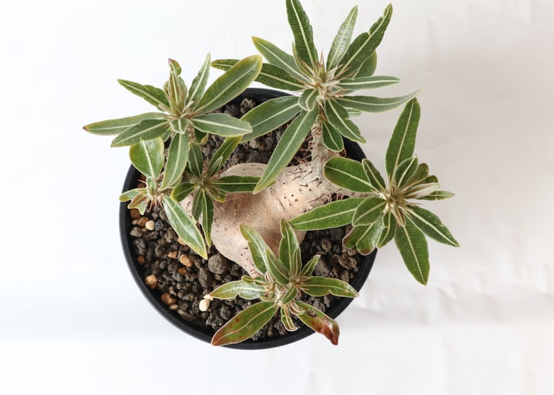 パキポディウム カクチペス | mana's farm:塊根植物・アガベ・ドライ