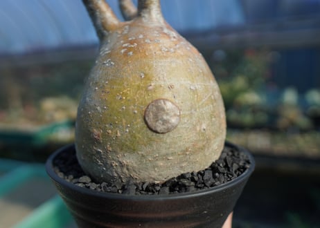 パキポディウム　グラキリス　 Pachypodium Gracilius  No.5