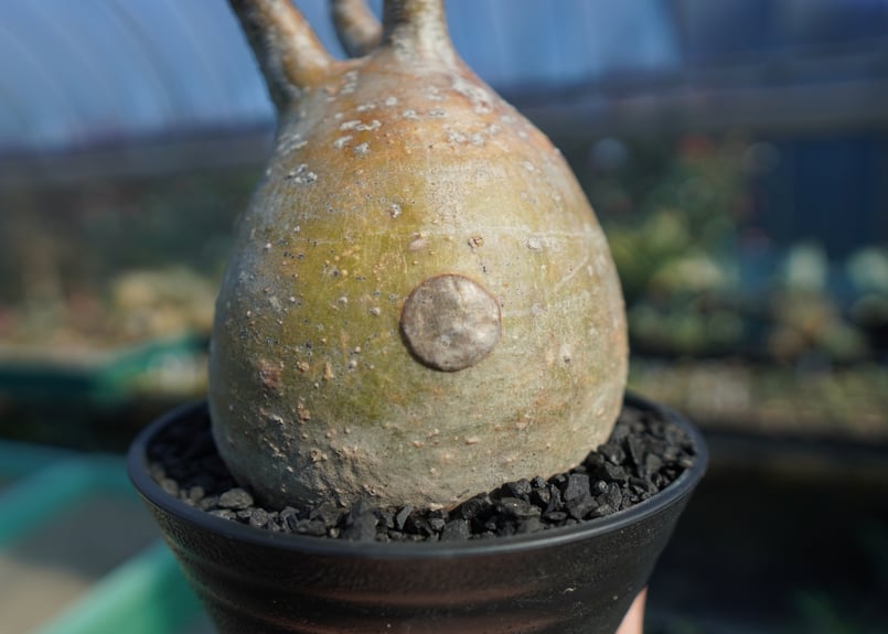 パキポディウム グラキリス Pachypodium Gracilius No.5 | ma