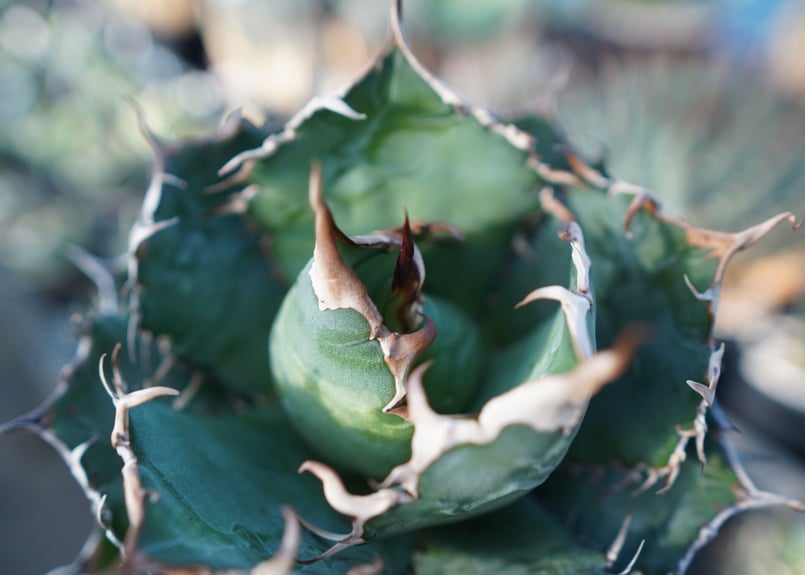 アガベ チタノタ 白鯨 Agave titanota White whale No.2 | m