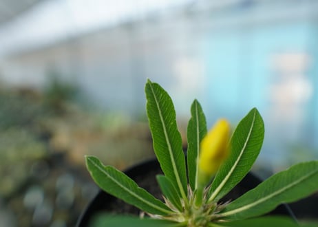 パキポディウム　恵比寿大黒　Pachypodium Densicaule　No.3