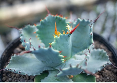 アガベ　ポタトラム　”スポーン”　agave potatorum "spawn"