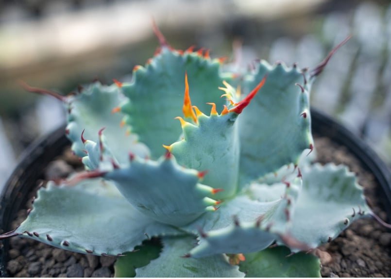 アガベ ポタトラム ”スポーン” agave potatorum 