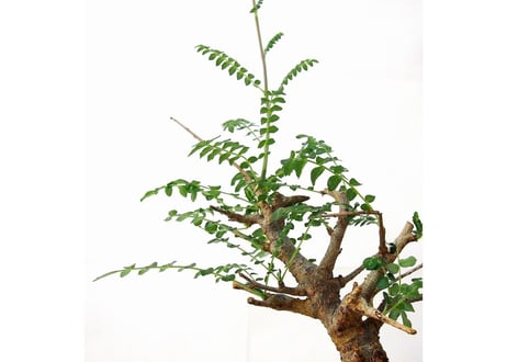 Boswellia neglecta ボスウェリア・ネグレクタ
