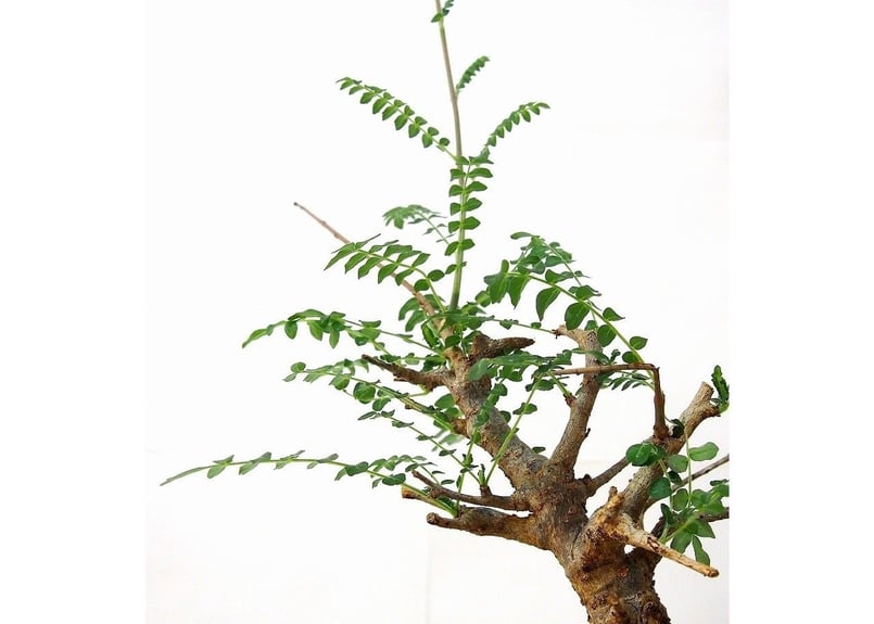 Boswellia neglecta ボスウェリア・ネグレクタ | mana's farm:塊