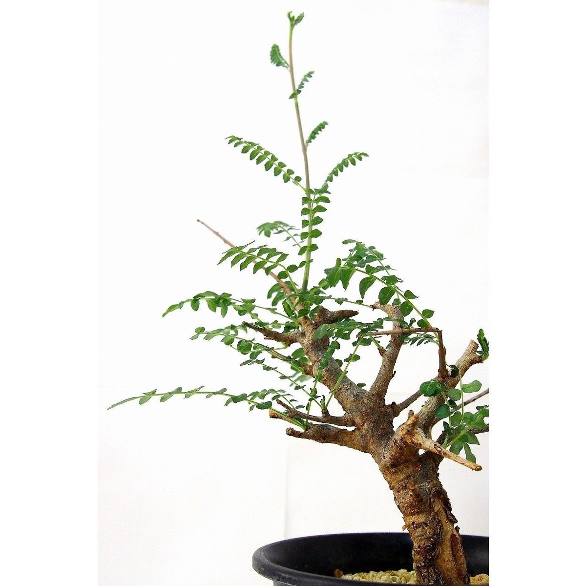ボスウェリア ネグレクタ (Boswellia neglecta) 乳香の木 isla del pescado - Boswellia neglecta-ボスウェリア・ネグレクタ
