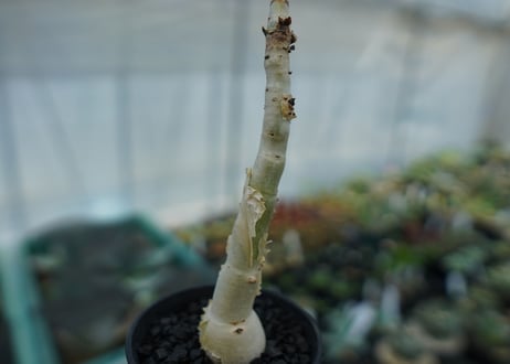 キフォステンマ　ユッタエ　Cyphostemma juttae No.2