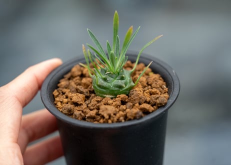 ユーフォルビア オベサ鉄甲