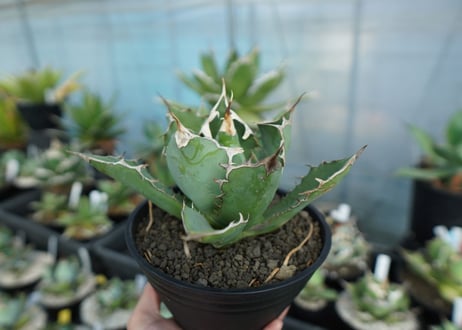 アガベ　チタノタ　agave titanota　A5