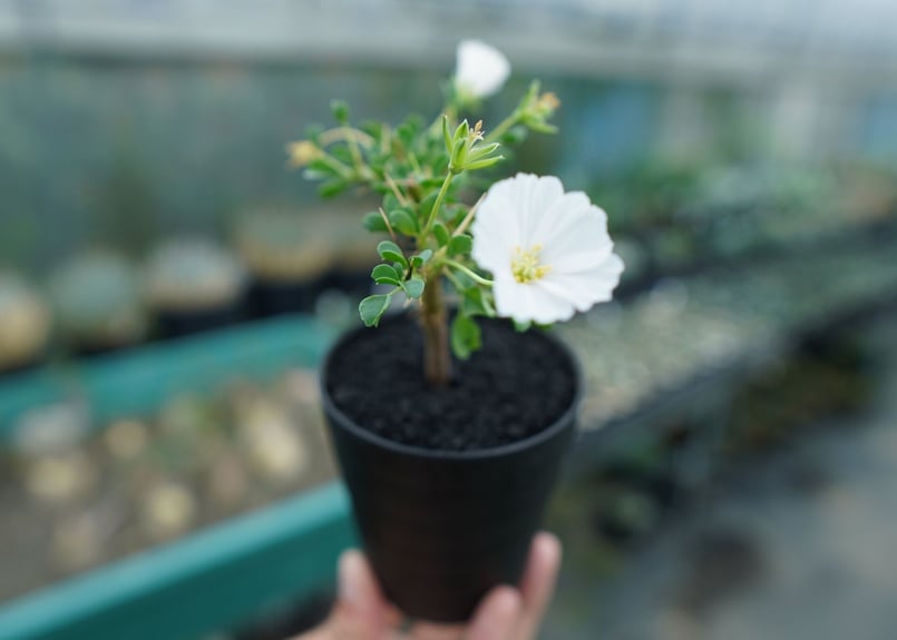サルコカウロン バンデリエティアエ Sarcocaulon vanderietiae サルコカウロン バンデリエティアエ Sarcocaulon vanderietiae