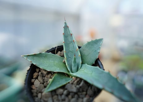 アガベ　オバティフォリア　Agave ovatifolia　No.1