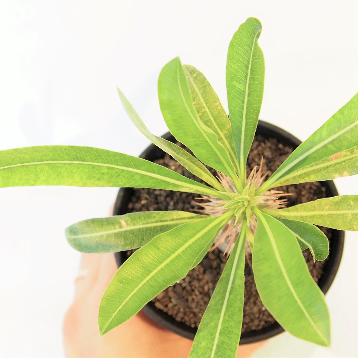 パキポディウム マカイエンセ 実生 №3 | mana's farm:塊根植物