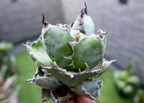 Agave B&B  №6