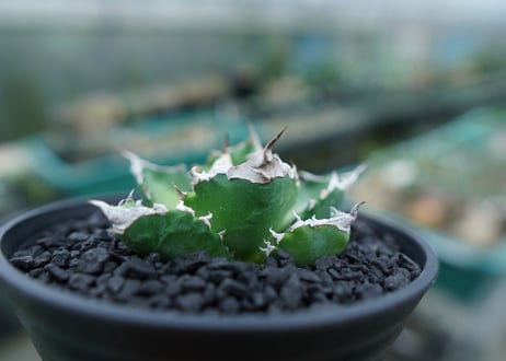 アガベ　チタノタ　白火焔　agave titanota white fire　No.2
