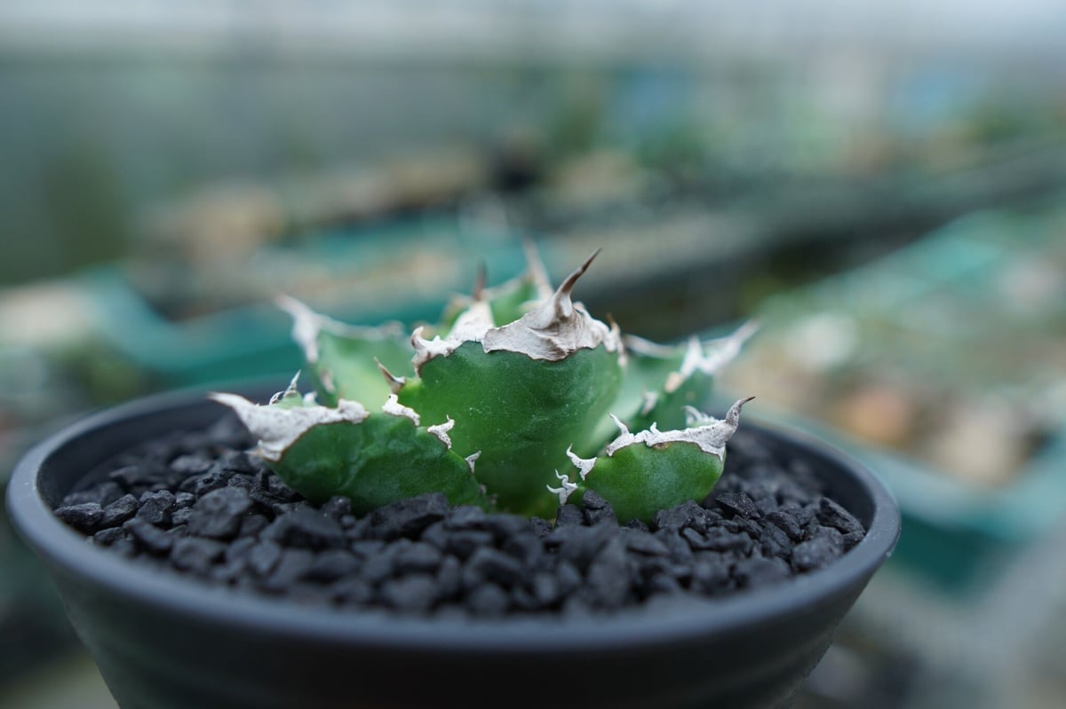 アガベ チタノタ 白火焔 agave titanota white fire No.2 | m アガベ チタノタ 白火焔 agave titanota white fire No.2 | m
