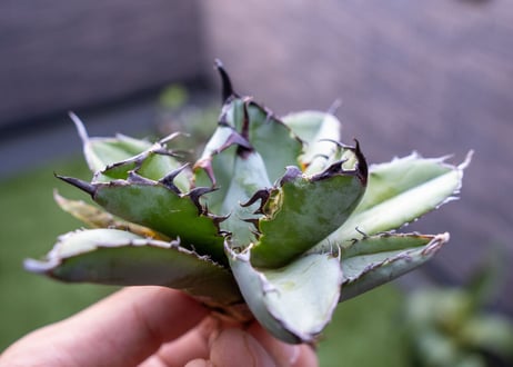 Agave B&B C NO.4 (G)