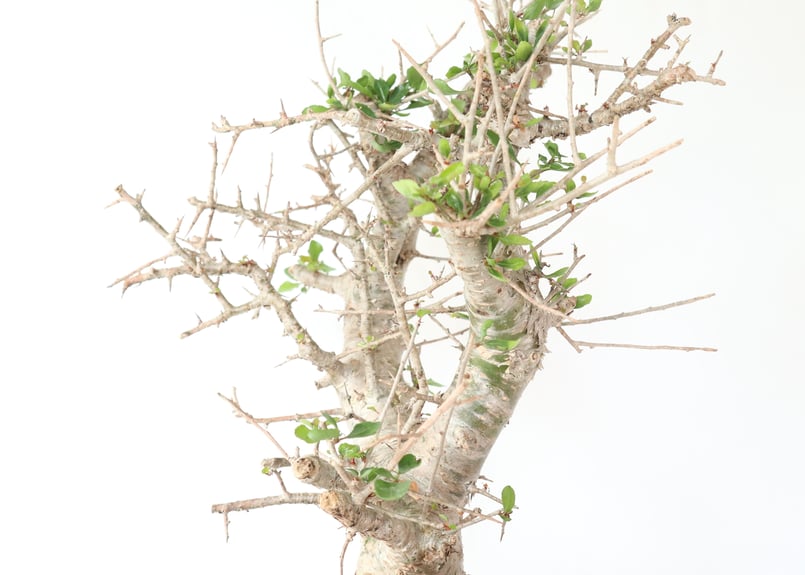 美樹形】コミュフォラシンプリキフォリア現地発根株