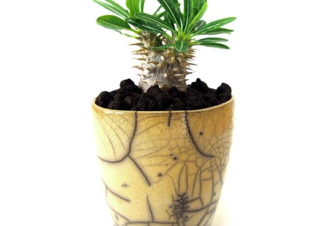 パキポディウム グラキリス　 Pachypodium Gracilius
