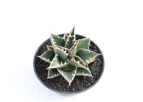 Agave titanota FO-76 compacta  no.１１