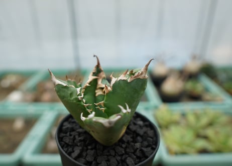 アガベ　チタノタ　白火焔　agave titanota white fire