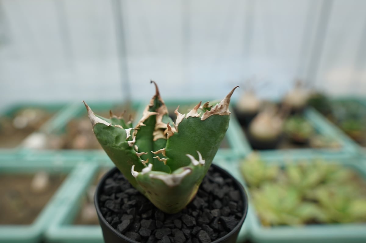アガベ チタノタ 白火焔 agave titanota white fire | mana's