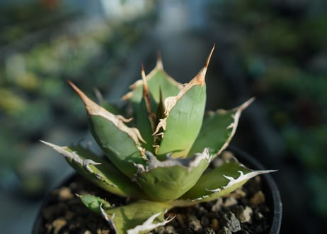 アガベ　チタノタ　FO-76　agave titanota  FO-76  No.8