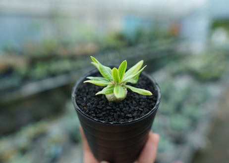 パキポディウム　恵比寿笑い　Pachypodium brevicaule　No.9