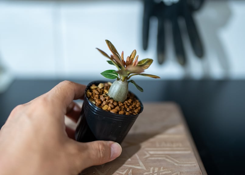 アデニウムソコトラナム 純血 実生 2株セット Amazon.co.jp: アデニウム ソコトラナム 純血 実生 3年株 : おもちゃ